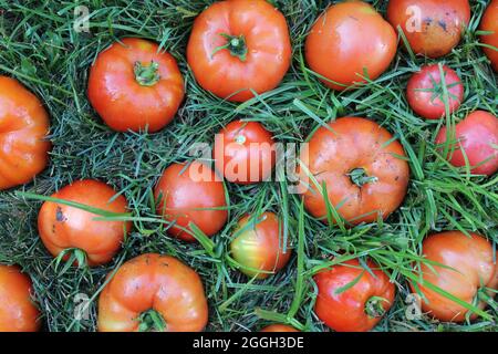 Leuchtend rote Sommertomaten, die auf dem grünen Gras liegen. Stockfoto