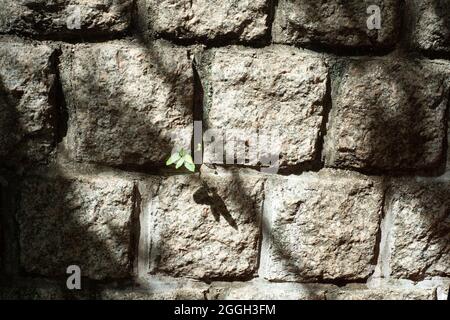 Kleiner Baum, der an der Mauer wächst Stockfoto
