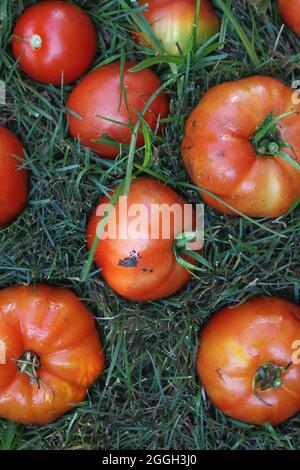 Leuchtend rote Sommertomaten, die auf dem grünen Gras liegen. Stockfoto