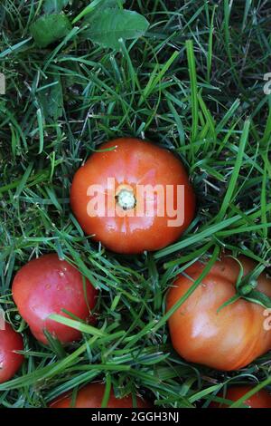 Leuchtend rote Sommertomaten, die auf dem grünen Gras liegen. Stockfoto