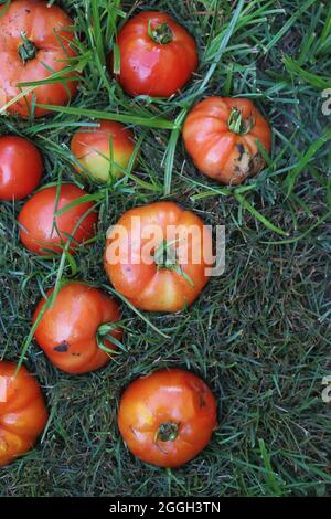 Leuchtend rote Sommertomaten, die auf dem grünen Gras liegen. Stockfoto