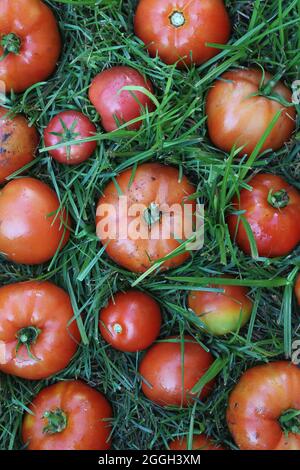 Leuchtend rote Sommertomaten, die auf dem grünen Gras liegen. Stockfoto