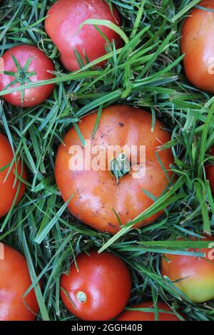 Leuchtend rote Sommertomaten, die auf dem grünen Gras liegen. Stockfoto