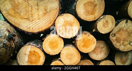 Stapel von Holzstämmen stolpert für den Winter. Nahaufnahme, selektiver Fokus, Entwaldungskonzept Stockfoto