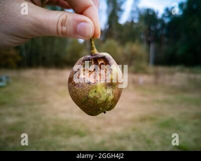 Verdorbene Birne in der Hand. Nahaufnahme. Verdorbene Ernte. Schlechte Ernte. Insekten Parasiten haben die Obsternte gegessen Stockfoto