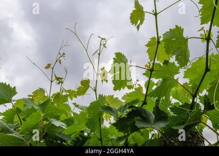 Vitis vinifera Weinreben kultiviert in der Herstellung Bauernhof Weinberg grünen Laub Stockfoto
