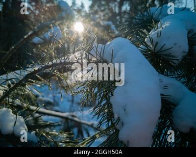 Die helle Sonne scheint durch die grünen Nadeln von Kiefernästen mit Schnee bedeckt nach einem Schneefall an einem klaren frostigen Wintertag. Natürlicher Winter sonnig Stockfoto