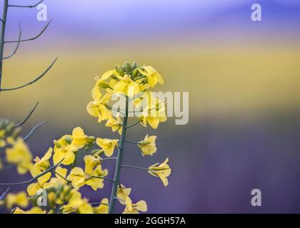 Rapsfeld, leuchtend gelbe Blüten der Rapspflanze (Brassica napus) Stockfoto