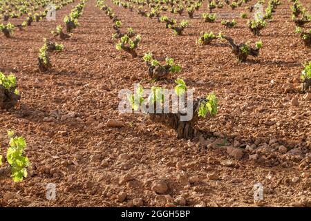 Weinbaubetrieb Weinberg in La Mancha, Spanien Stockfoto