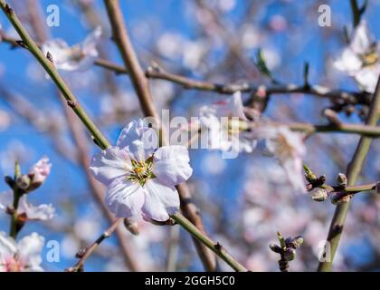 Nahaufnahme des im Frühjahr blühenden Mandelbaums (Prunus dulcis) mit hellrosa bis weißen Blüten Stockfoto