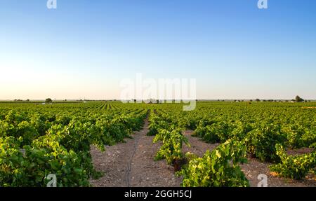 Weinberg mit Tropfbewässerungssystem in La Mancha, Spanien Stockfoto