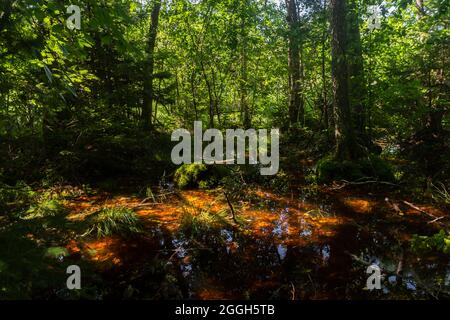 Dunkler Moorwald mit Reflexen im dunklen Wasser, Farnen und Gras Stockfoto