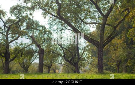 Apfelbäume Obstgarten Malus domestica Stockfoto