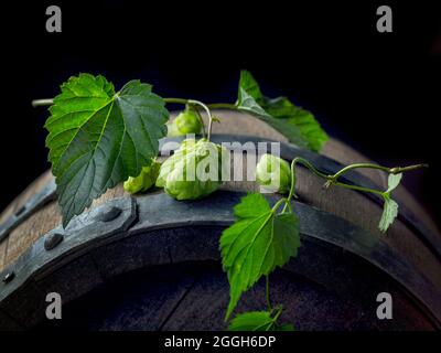 Frische grüne Hopfenpflanzen-Kegel auf altem Bierfass, Draufsicht Stockfoto