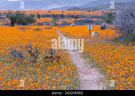 Ein Fußweg, der in ein großes Feld wilder orangefarbener Gänseblümchen führt, das im Frühjahr im Namaqua National Park wächst Stockfoto