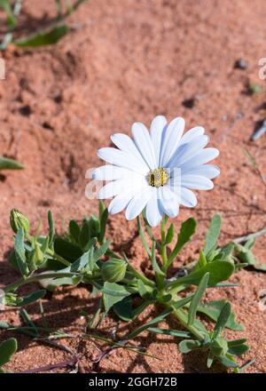 Eine einzige weiße Gänseblümchen, die im Frühjahr in der sandigen Namaqua-Wüste wächst Stockfoto