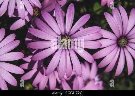 Afrikanische Gänseblümchen rosa lila Blüten blüht im Frühjahr Stockfoto