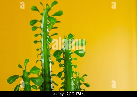 Phribia trigona, afrikanischer Milchbaum grün saftige Pflanze Detail mit gelbem Hintergrund copy space Stockfoto