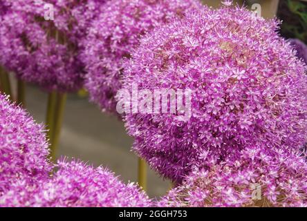 Allium giganteum oder riesige Zwiebel lila Blüten aus nächster Nähe Stockfoto