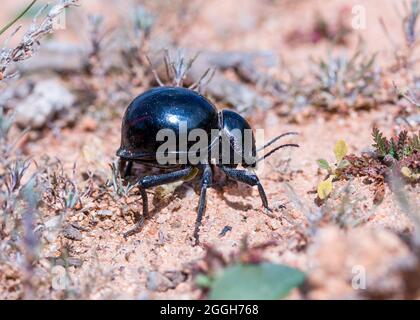 Ein Toktok-Käfer von der Seite, aufgenommen in der Namaqua-Wüste (Psammodes) Stockfoto