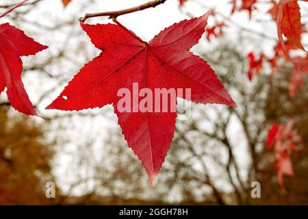 Liquidambar Baum herbstliches rotes Blatt aus nächster Nähe Stockfoto