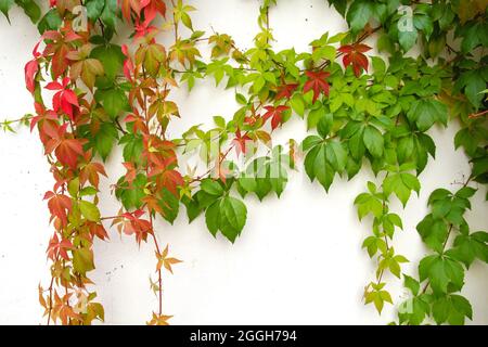Parthenocissus quinquefolia Weinrebe herbstliche bunte Blätter Stockfoto