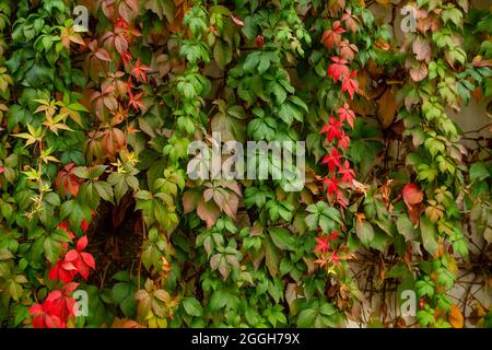 Parthenocissus quinquefolia Weinrebe Herbstliches buntes Laub bedeckt.eine Gartenwand Stockfoto