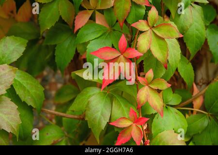 Parthenocissus quinquefolia Weinrebe herbstliche bunte Laub Detail Stockfoto