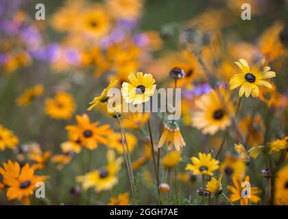 Nahaufnahme eines Feldes von natürlichen, wild wachsenden Orangenblüten der Namaqualand-Wüste in der Blumensaison Stockfoto