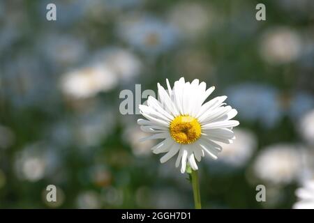 Leucanthemum vulgare, im Frühjahr blühender, weißer Blütenkapitulum mit Ochsenaugen Stockfoto