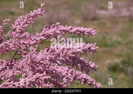 Tamarix chinensis oder chinesische tamarix rosa Blüten blühen im Frühling Stockfoto