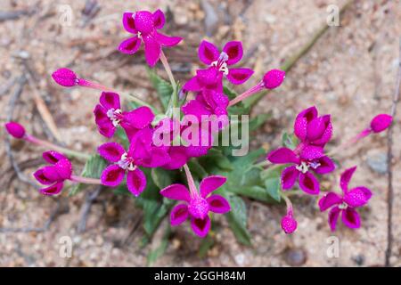 Granitkabong (Lapeirousia silenoides) kleine, leuchtend rosa Blüten Stockfoto