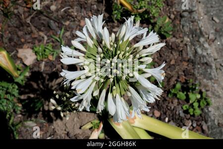 Agapanthus praecox, bekannt als Lilie des Nils, blüht weiße Blüten von oben Stockfoto