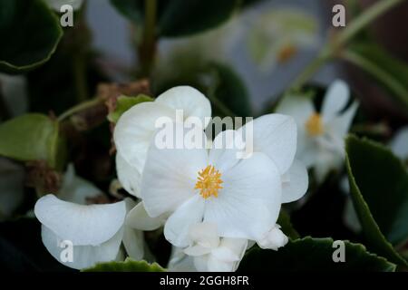 Begonia cucullata bekannt als Wachs-Begonia weiß blühende Blüten Stockfoto