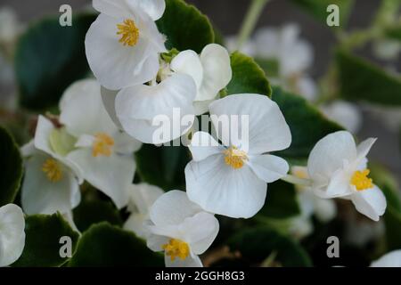 Begonia cucullata bekannt als Wachs-Begonia weiß blühende Blüten Stockfoto