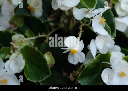 Begonia cucullata bekannt als Wachs-Begonia weiß blühende Blüten Stockfoto