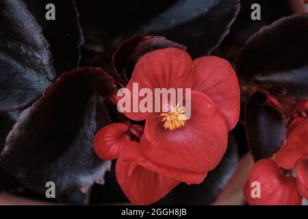 Begonia cucullata bekannt als Wachs Begonia rot blühenden Blüten Stockfoto