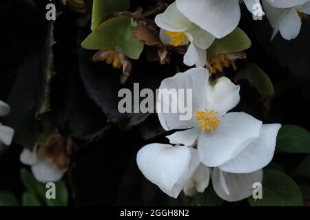 Begonia cucullata bekannt als Wachs-Begonia weiß blühende Blüten Stockfoto