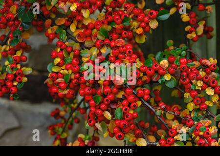 Cotoneaster horizontalis oder Wand Cotoneaster rote Beeren Stockfoto