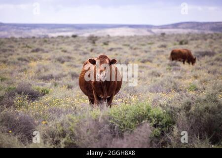 Eine braune Kuh, die auf einem Feld vor der Kamera steht Stockfoto
