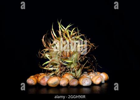 Corylus colurna, der türkische Haselnuss oder der türkische Filbert, Berlin, Deutschland Stockfoto