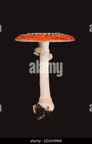 Der Fliegenpilz, auch bekannt als Amanita muscaria, ist wahrscheinlich der bekannteste, wenn es um Waldpilze geht. Stockfoto