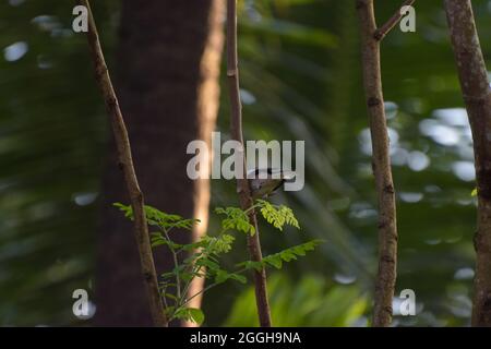 Orientalischer Elster-Rotkehlchen auf einem Baum gesichtet Stockfoto