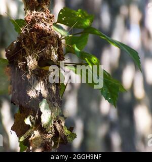 Purple Sunbird sitzt in seinem eigenen Tierheim Stockfoto