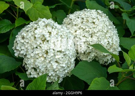 Hortensia Arborescens 'Annabellea' Sommer Herbst blühende Pflanze mit einer weißen Sommerblume, Stock Foto Bild Stockfoto