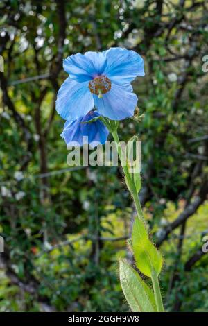 Meconopsis 'Lingholm' (Fertile Blue Group) eine frühlingshaft blühende Pflanze mit einer blauen Sommerblüte, die allgemein als Himalaya-Blauer Mohn bekannt ist Stockfoto