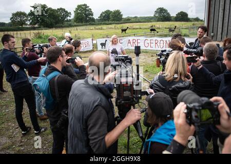 Shepherds Close Farm, Wotton-under-Edge, Gloucestershire, Großbritannien. August 2021. Die Besitzerin von Geronimo, Helen Macdonald, gibt dem eine emotionale Erklärung ab Stockfoto