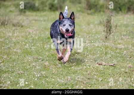Australische Rinderhündin (Blauer Heeler) läuft auf die Kamera zu Stockfoto