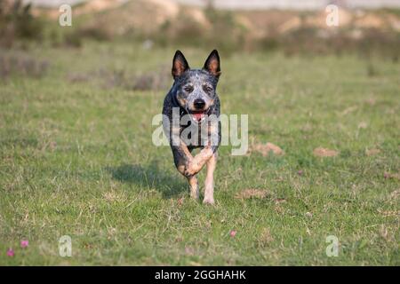 Weiblicher australischer Rinderhund (Blauer Heeler), der auf die Kamera zusprintet Stockfoto