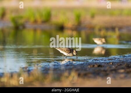 Sandpiper ernährt sich vor dem Herbst an den Ufern der Ostsee Stockfoto
